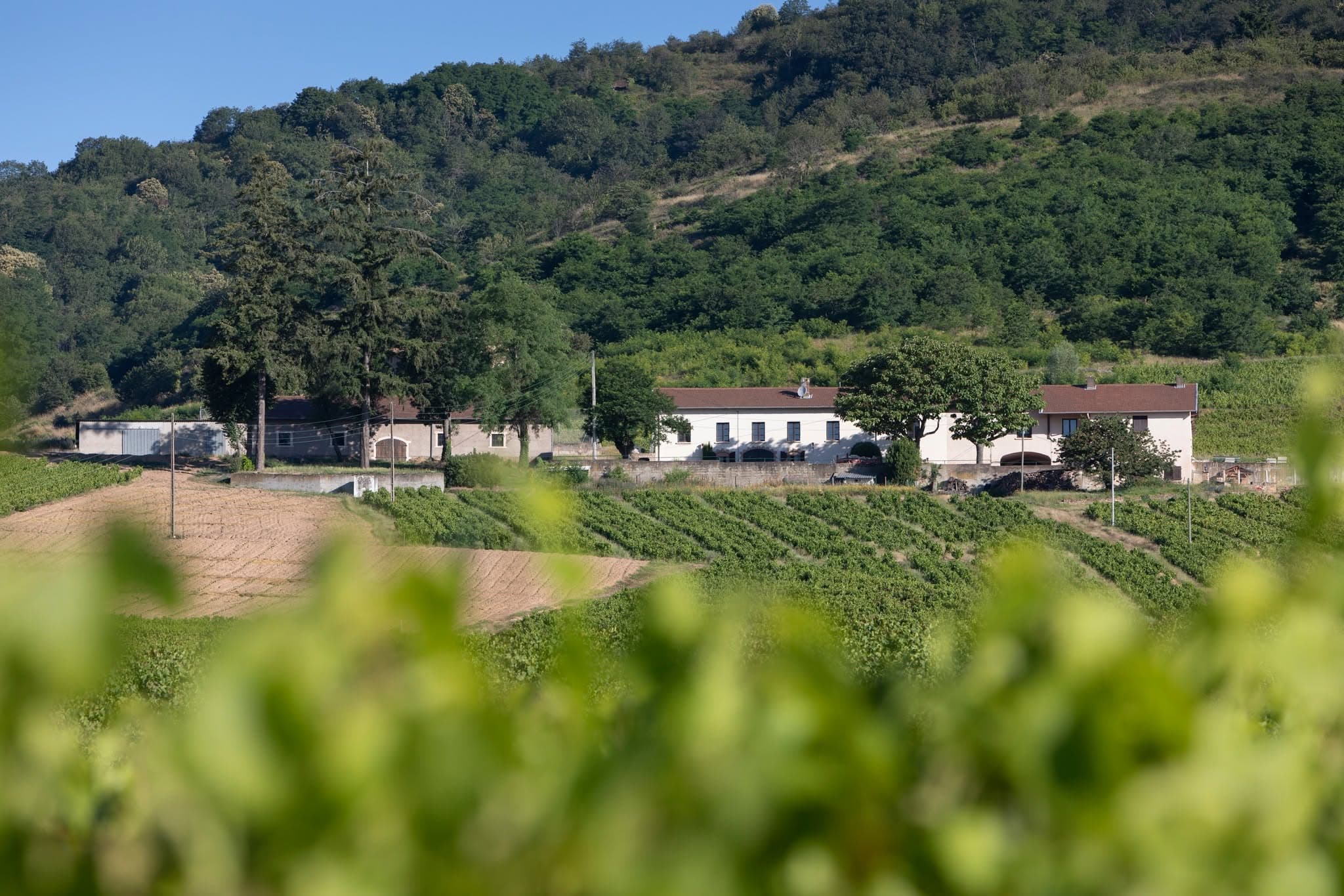 Domaine viticole au pied d’une colline boisée