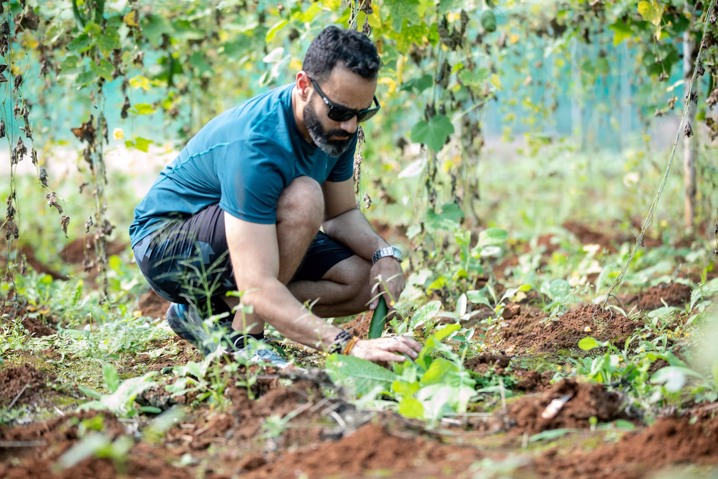 Plantations avec un producteur – TerraGo