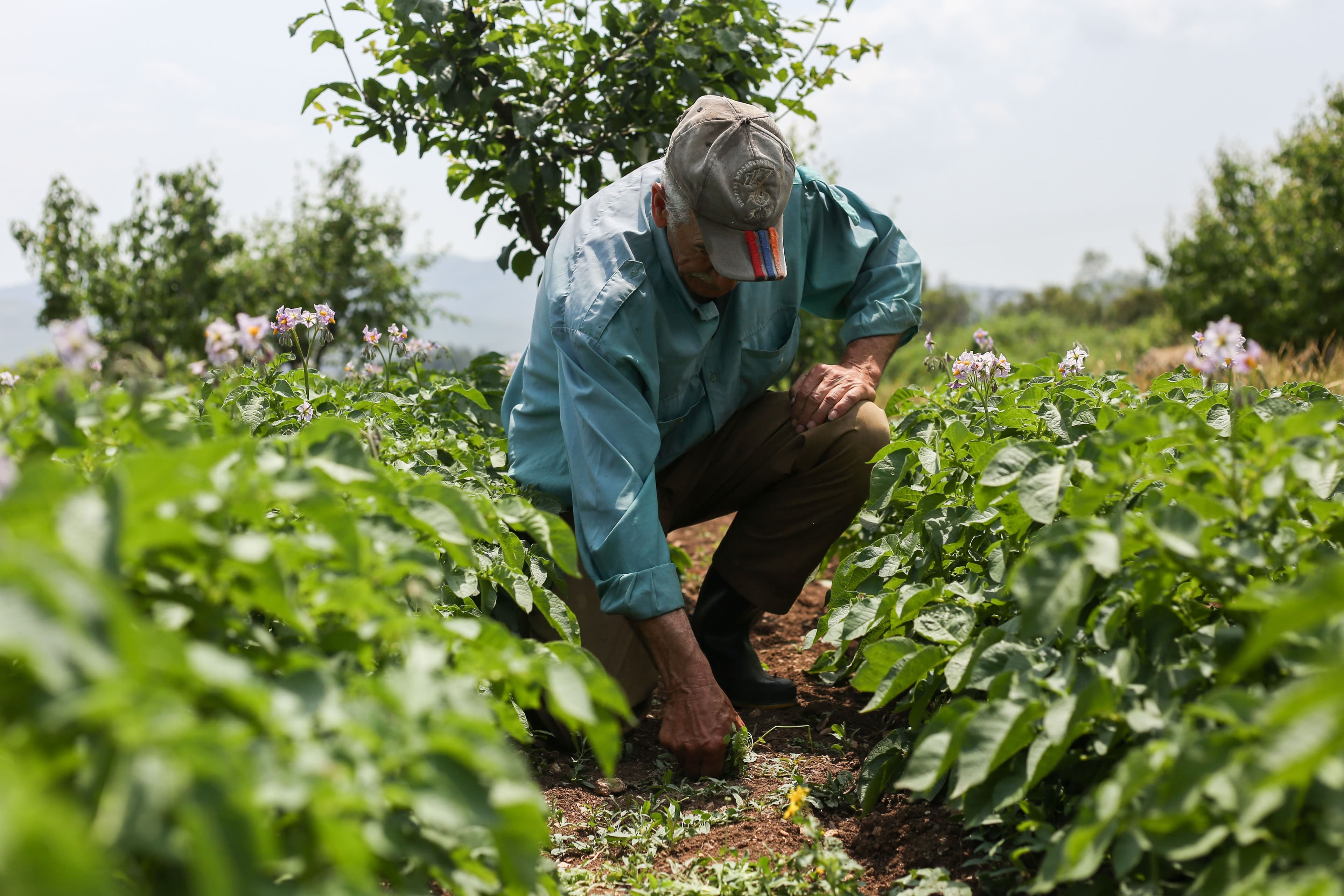 Producteur dans son champ – expériences TerraGo