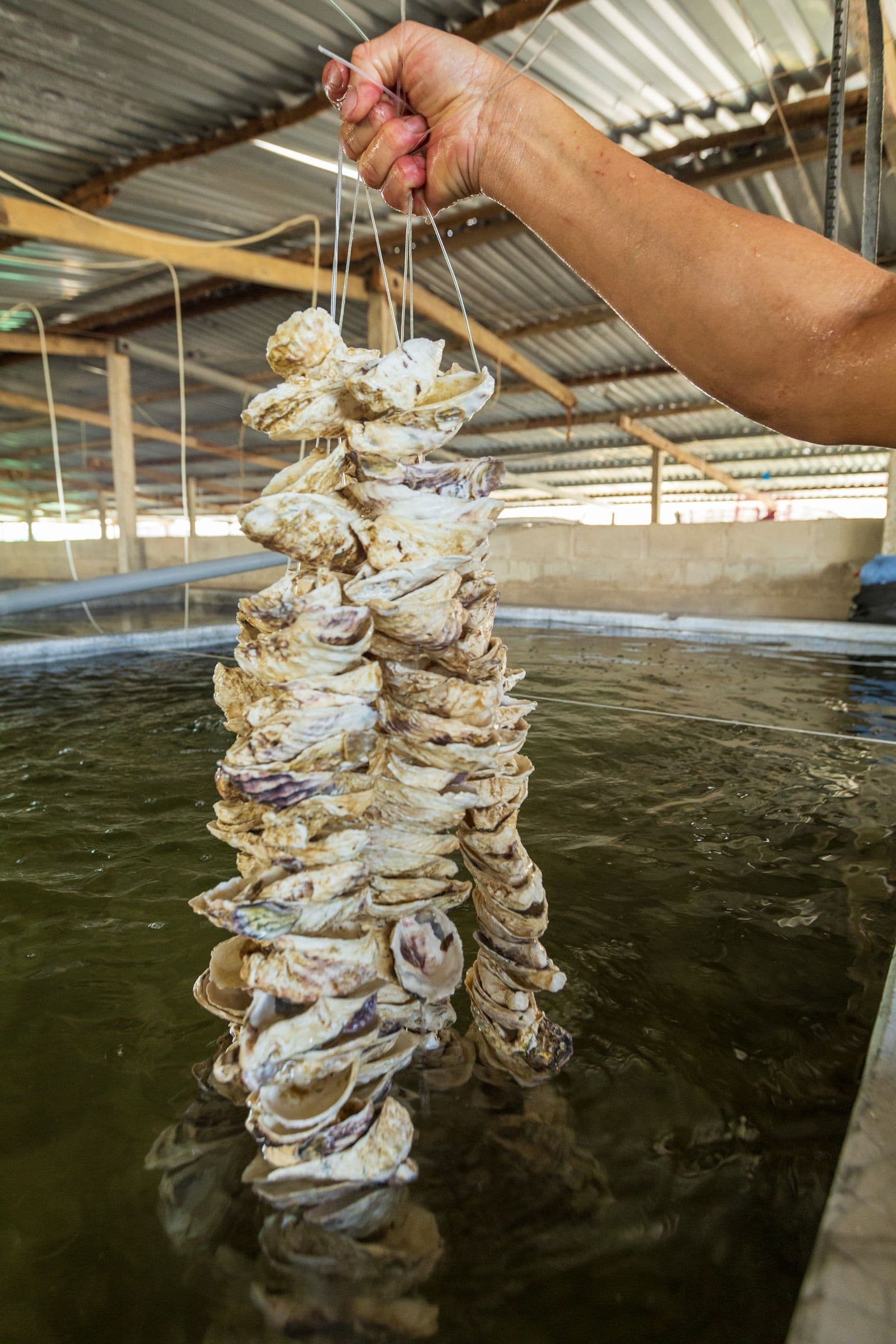 Élevage d’huîtres au bord de l’eau
