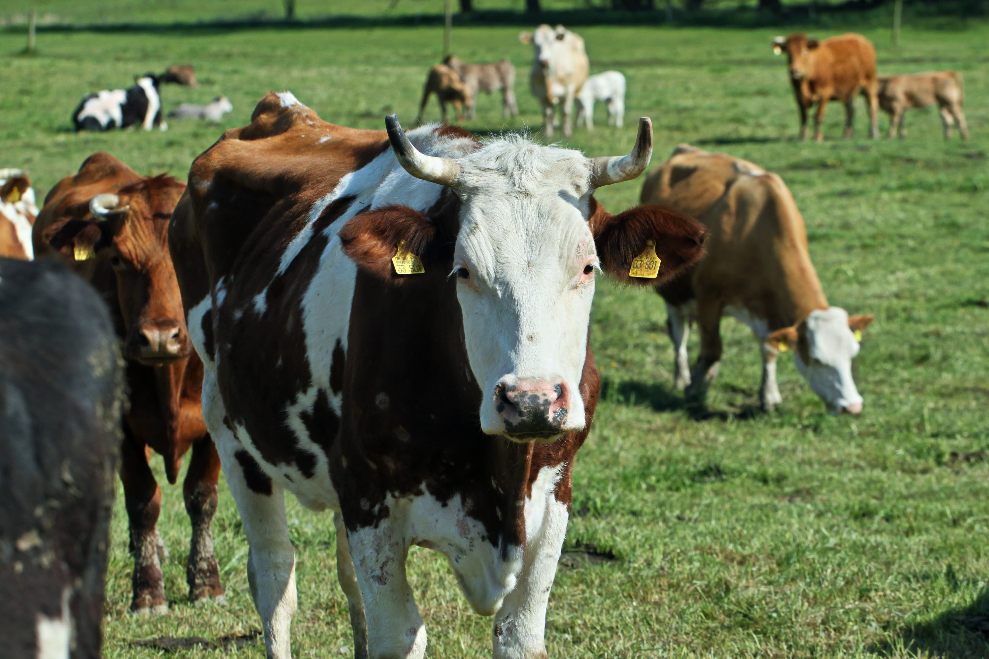 Vaches normandes dans un pré verdoyant