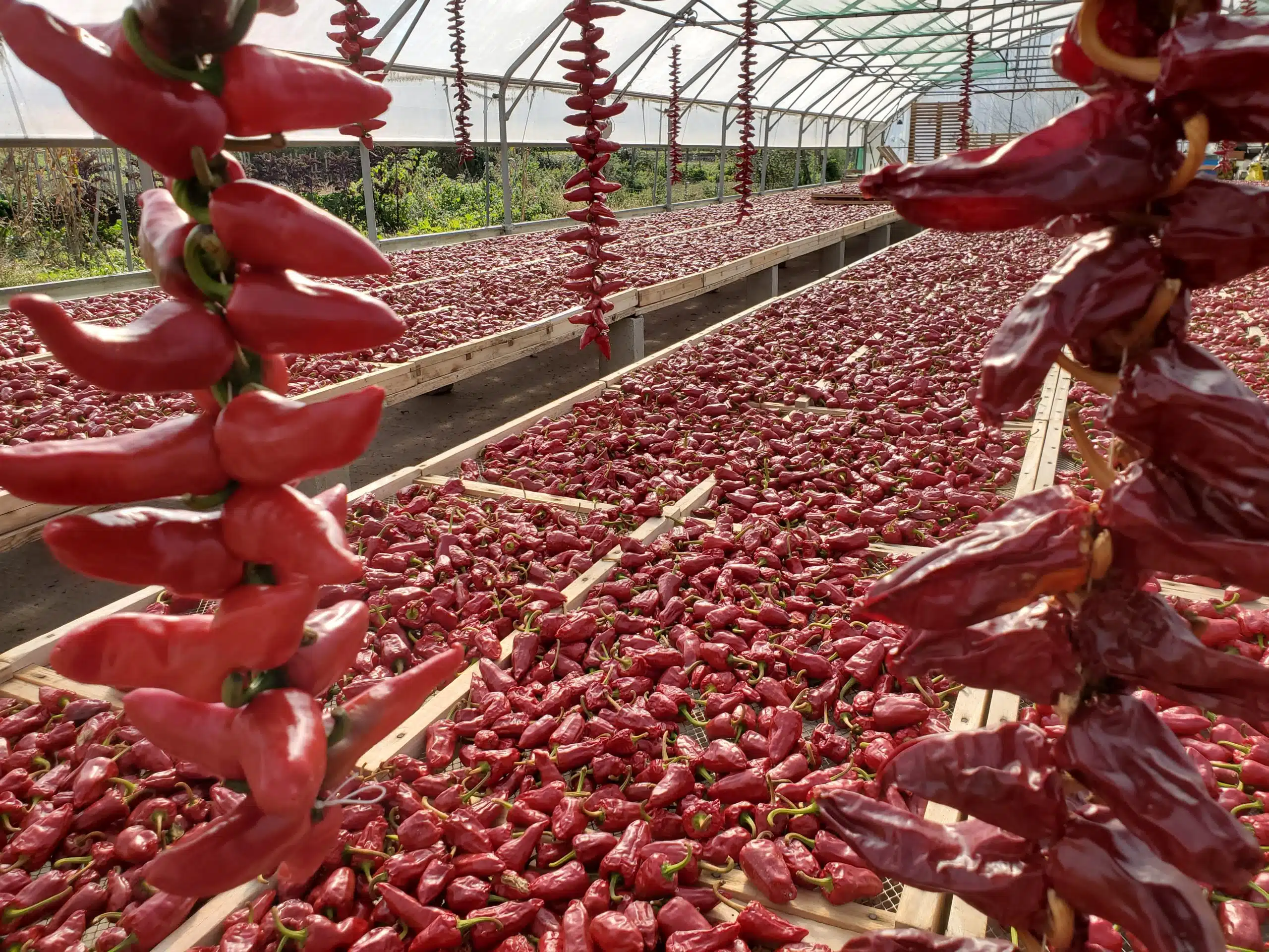 Séchage des piments d’Espelette en Nouvelle-Aquitaine