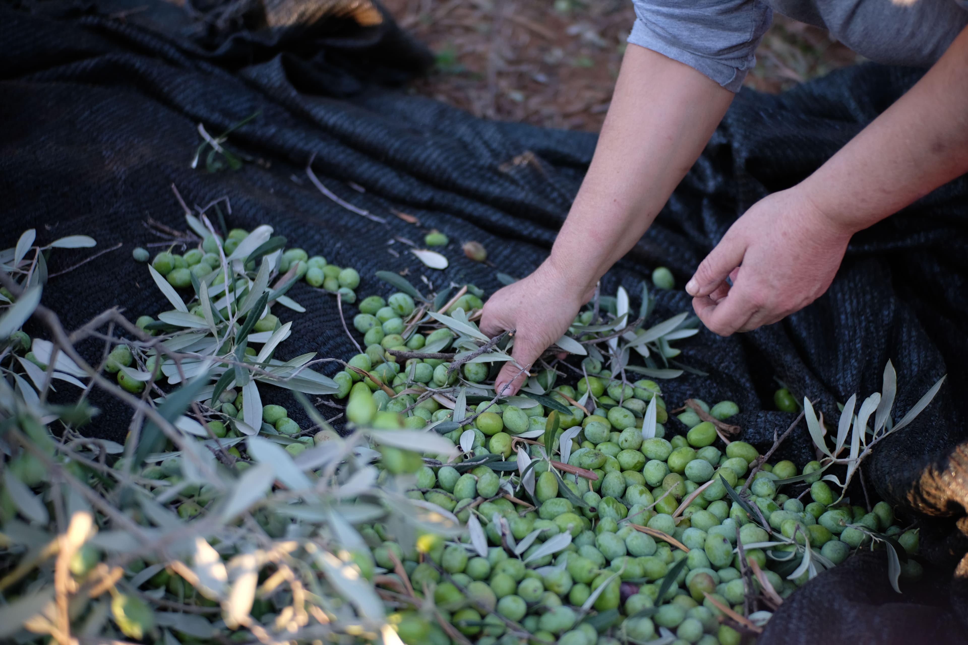 Récolte d’olives vertes en Provence