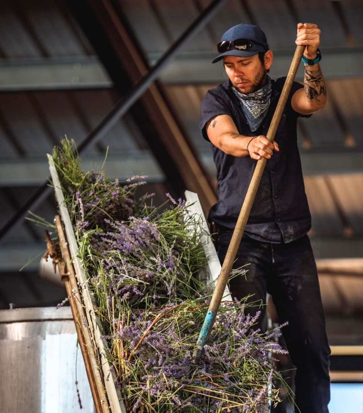 Paolo, producteur d’olives – TerraGo